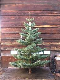 Christmas Tree Selling Course
